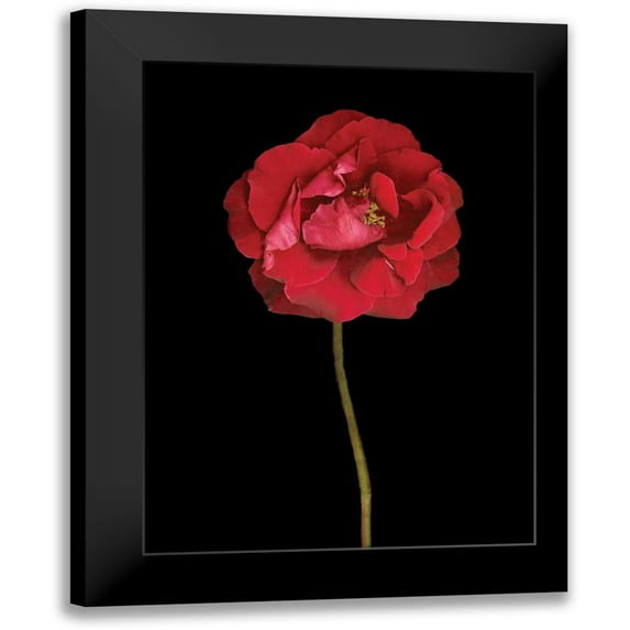 Geyman, Vitaly 19x24 Black Modern Framed Museum Art Print Titled - Red Rose II