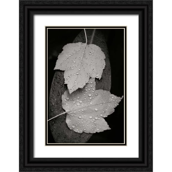 Geyman, Vitaly 23x32 Black Ornate Wood Framed with Double Matting Museum Art Print Titled - Water Leaf I BandW