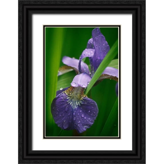 Geyman, Vitaly 23x32 Black Ornate Wood Framed with Double Matting Museum Art Print Titled - Wild Iris