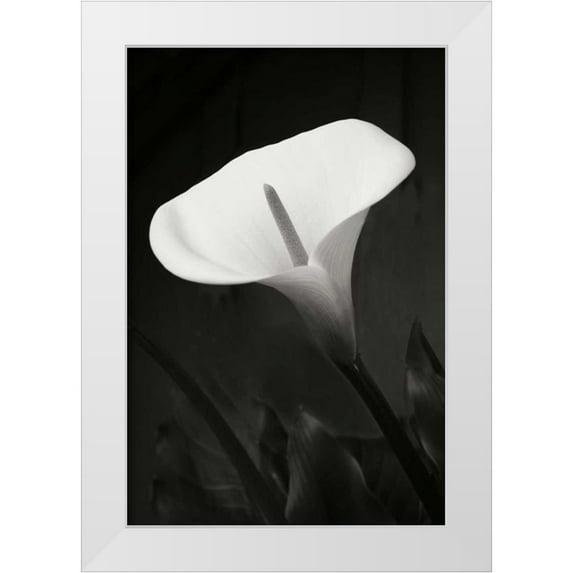 Geyman, Vitaly 23x32 White Modern Wood Framed Museum Art Print Titled - Calla Lily Perfection I
