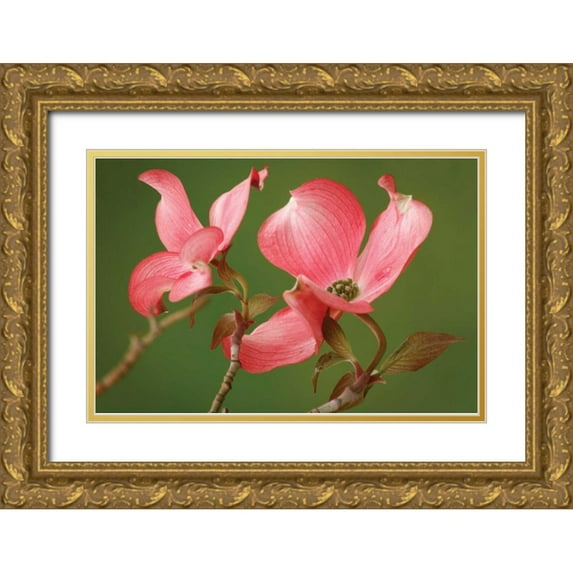 Geyman, Vitaly 24x17 Gold Ornate Wood Framed with Double Matting Museum Art Print Titled - Dogwood Delicacy II
