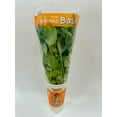 thumbnail image 1 of Gg Hydroponically Grown Basil, 1 of 5
