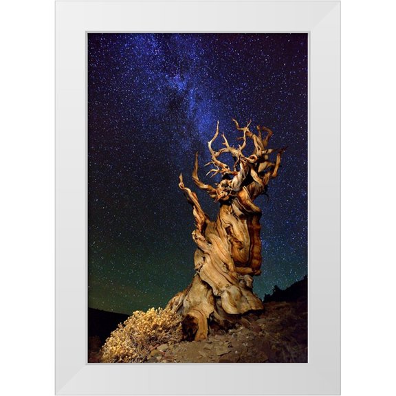 Ghirardini, Tanja 11x14 White Modern Wood Framed Museum Art Print Titled - Bristlecone Pine