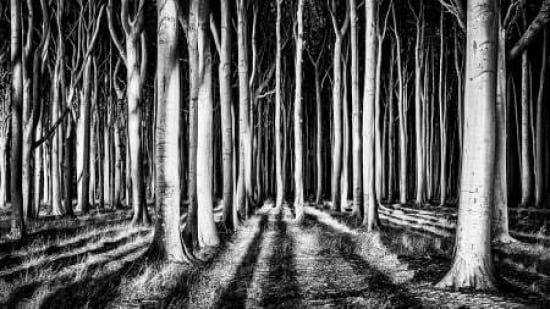 Ghost Forest Canvas Art - Pixxelpark (12 x 18)