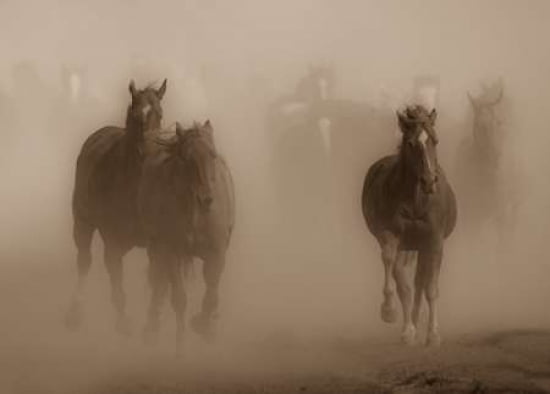 Ghost Horses Canvas Art - Gary Crandall (20 x 28)