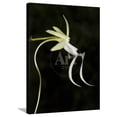thumbnail image 1 of Ghost Orchid in Bloom, Polyrrhiza Lindenii, Florida, USA, Botanical Scenic Stretched Canvas Wall Art by Maresa Pryor Sold by Art.Com, 1 of 5
