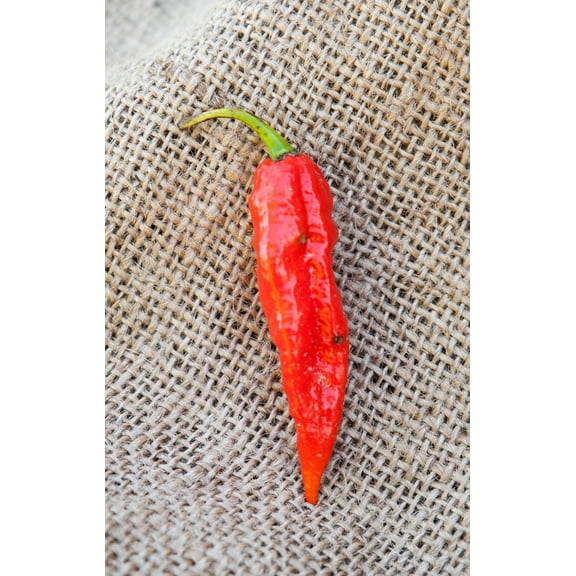 Sherwood's Seeds Ghost Pepper Plant Seed, Rare and hot pepper variety