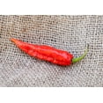 thumbnail image 1 of Ghost Pepper Bhut Jolokia Heirloom Pepper Premium Seeds Packet, 1 of 1
