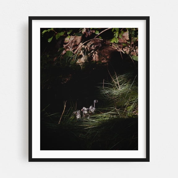 Ghost Pipes 02 - Marlborough Massachusetts Photography Forest Nature Botanical Scenic Minimalist Floral Rural Black Framed Wall Art Print 6 x 8 inches