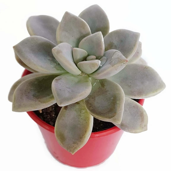 Ghost Plant - Live Starter Plant in a 2 Inch Growers Pot - Graptopetalum Paraguyense - Rare and Beautiful Silvery Easy Care Succulent