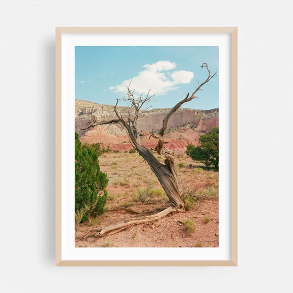 Ghost Ranch - Abiquiu New Mexico Photography Desert Nature Landscape Scenic Wilderness Rustic Botanical Oak Framed Wall Art Print 5 x 7 inches