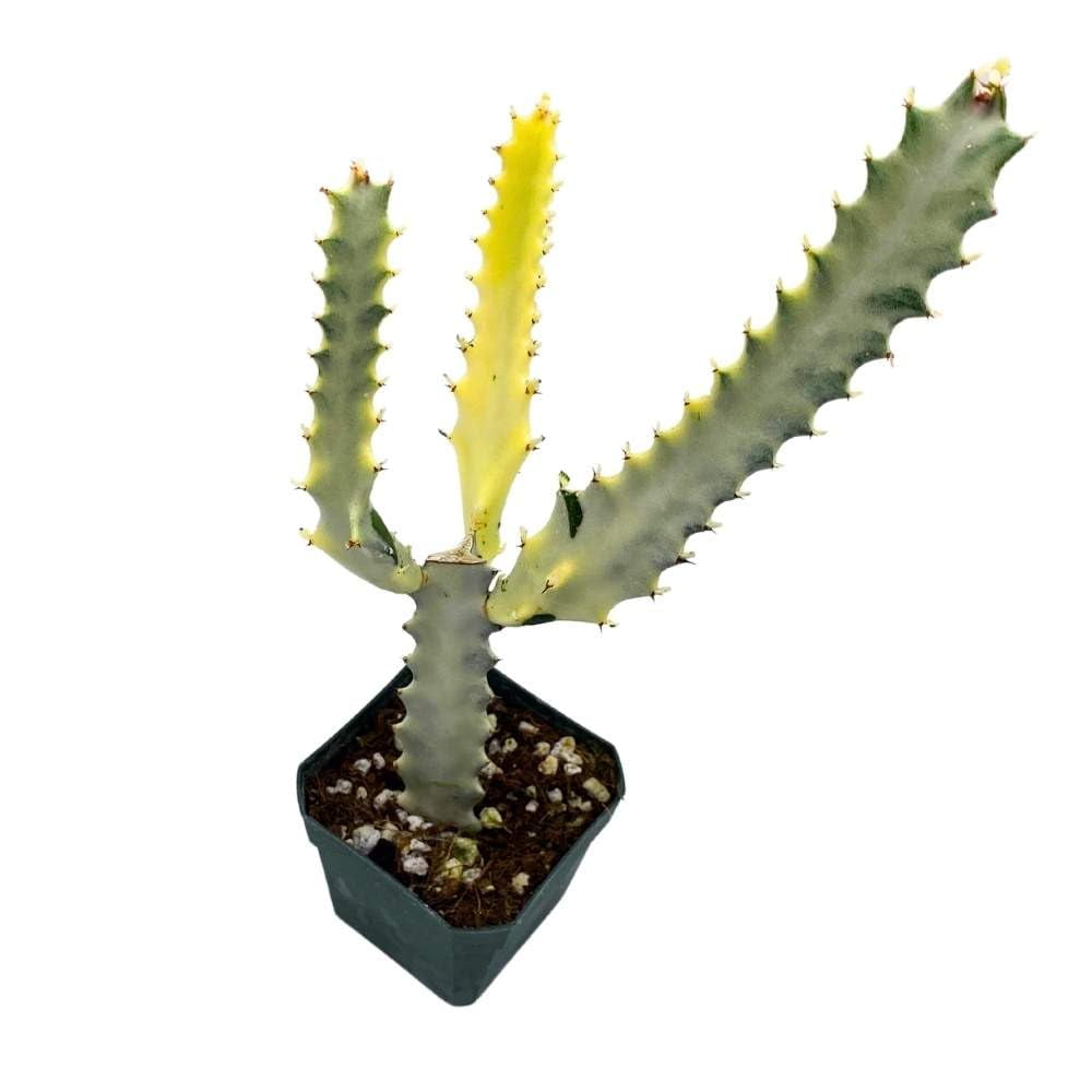 Ghost Variegated Euphorbia Trigona, 2.5 inch, White African Milk Tree, Albino Cactus