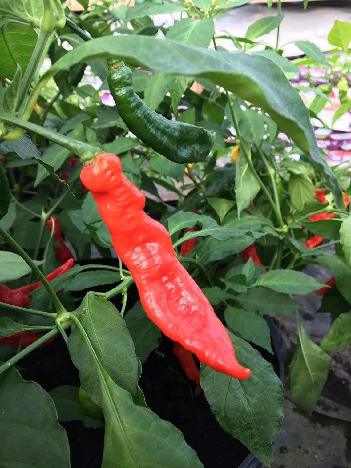 Ghostly Jalapeno Hot Pepper Premium Seeds Packet Bhut Jolokia