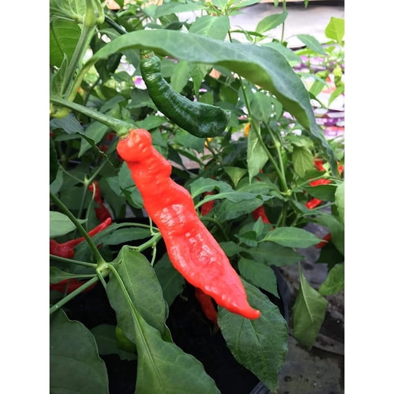 Ghostly Jalapeno Hot Pepper Premium Seeds Packet Ghost Bhut Jolokia