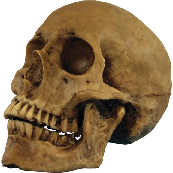 Ghoulish Skull Cranium Halloween Decoration - 5 in x 4 in x 7 in
