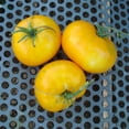 thumbnail image 1 of Giallo De Summer Tomato Seeds - 0.25 Oz ~1700 Seeds - Non-GMO - Vegetable Garden - Solanum lycopersicum, 1 of 7