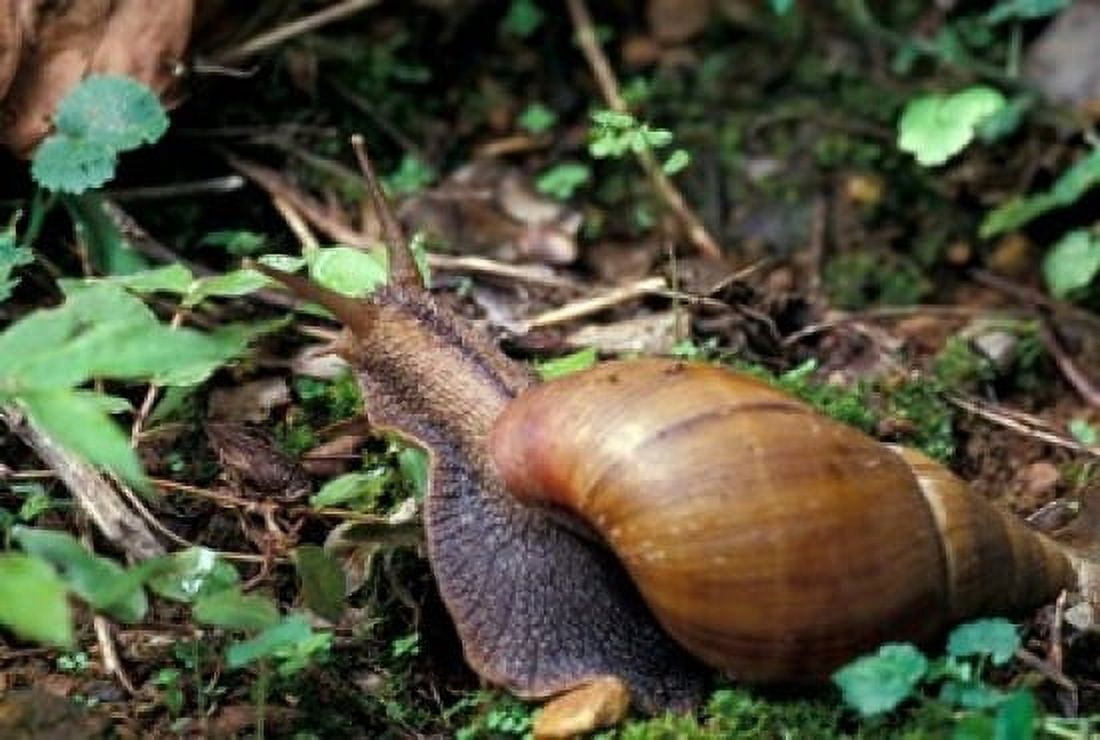 Giant African Land Snail Gombe National Park Tanzania Canvas Art - Kristin Mosher DanitaDelimont (24 x 15)