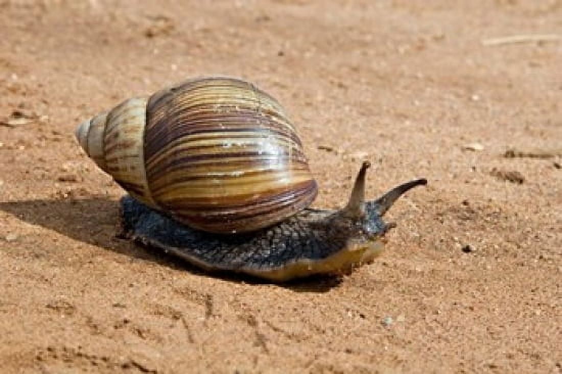 Giant African Land Snail Tanzania Canvas Art - Charles Sleicher DanitaDelimont (36 x 25)