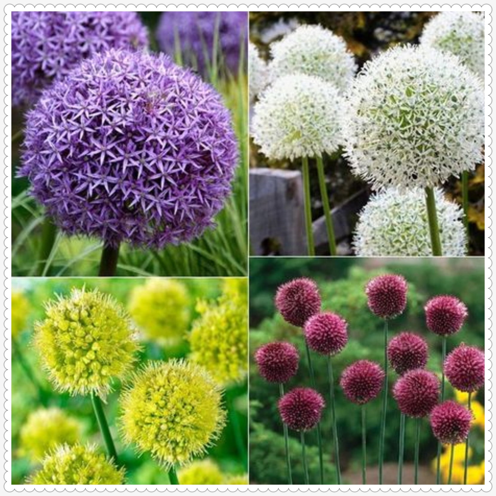 Giant Allium Bulbs For Planting Outdoors Horticulture Allium Bulbs For ...