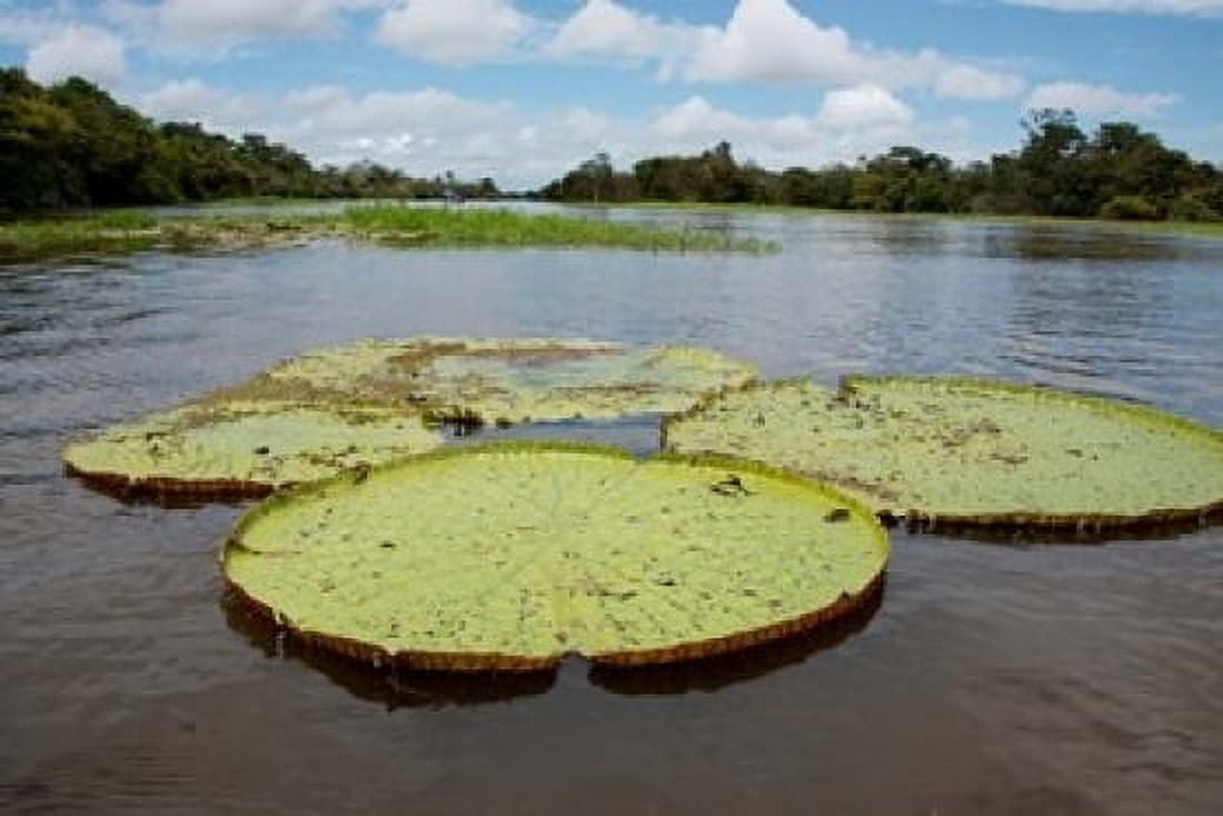 Giant Amazon lily pads Valeria River Boca da Valeria Amazon Brazil Canvas Art - Cindy Miller Hopkins DanitaDelimont (18 x 12)