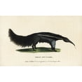 thumbnail image 1 of Giant Anteater, Myrmecophaga Tridactyla Poster Print By ® Florilegius Mary Evans (36 X 24), 1 of 3