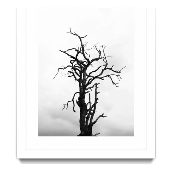 Giant Art 24x32 Dead tree Matted and Framed in White