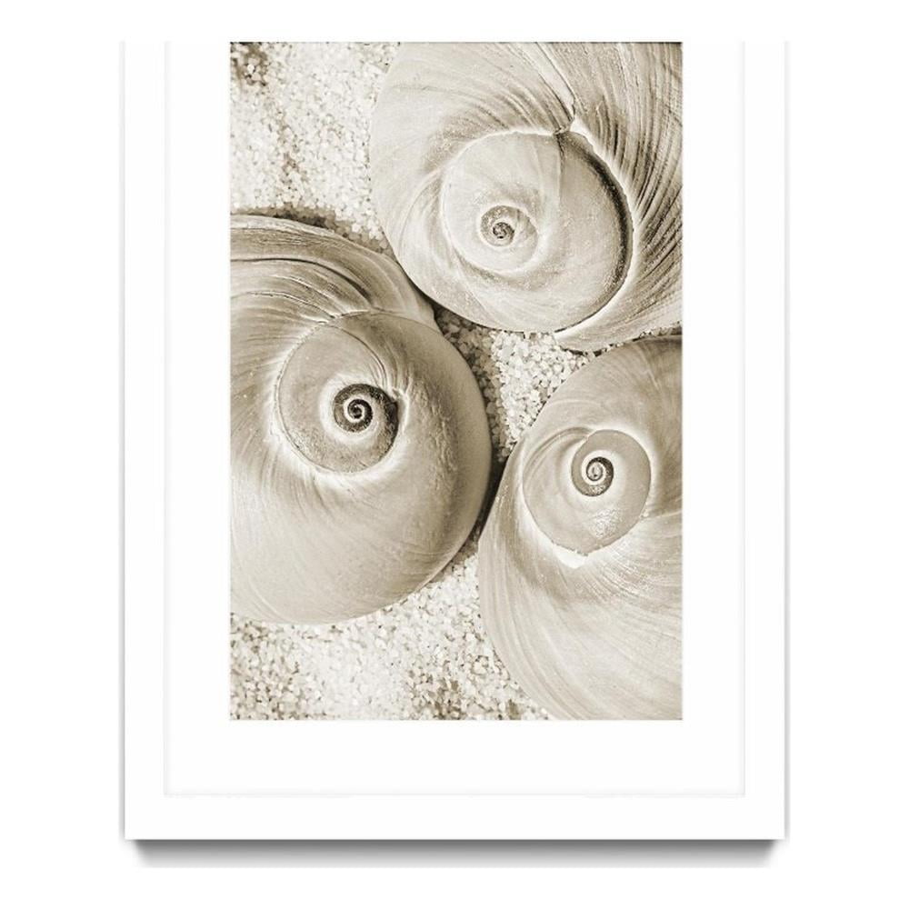 Large White Matted and Framed Sea Shell Canvas Art