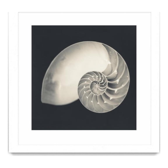 Giant Art 30x30 Shell I Matted and Framed in Multi-Color