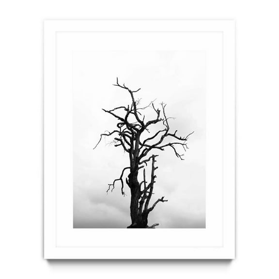 Giant Art 30x40 Dead tree Matted and Framed in White
