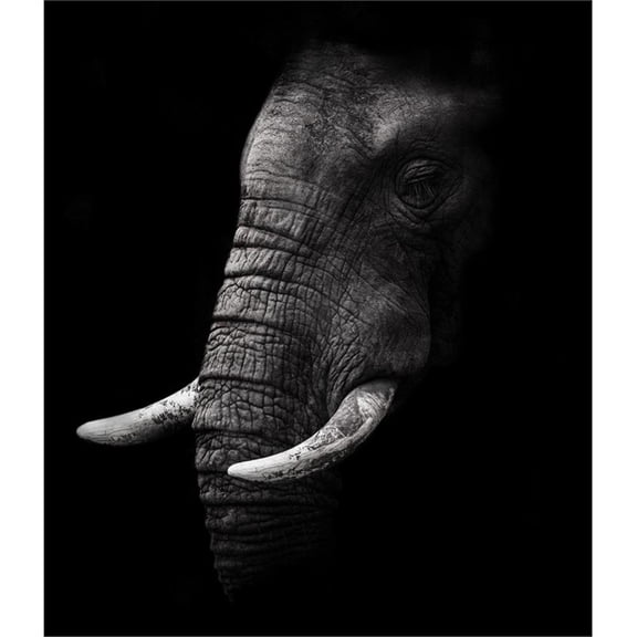 Giant Art 72x72 Portrait Fine Art Giant Canvas Print in White