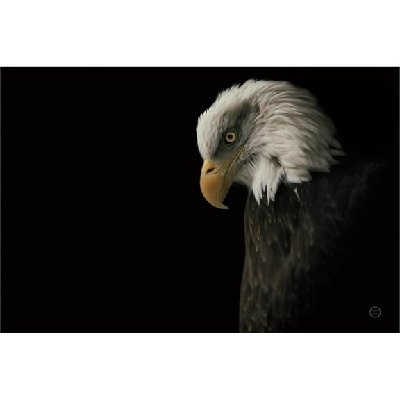 Giant Art 84x54 Eagle Bow Fine Art Giant Canvas Print in White