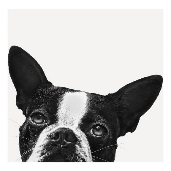 Giant Art 84x84 Loyalty Fine Art Giant Canvas Print in Multi-Color