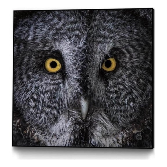 Giant Art Canvas 20x20 Great Grey Owl Framed in Yellow