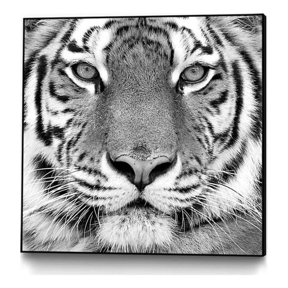 Bold Black and White Tiger Canvas Framed Art 20 x 20 Inches