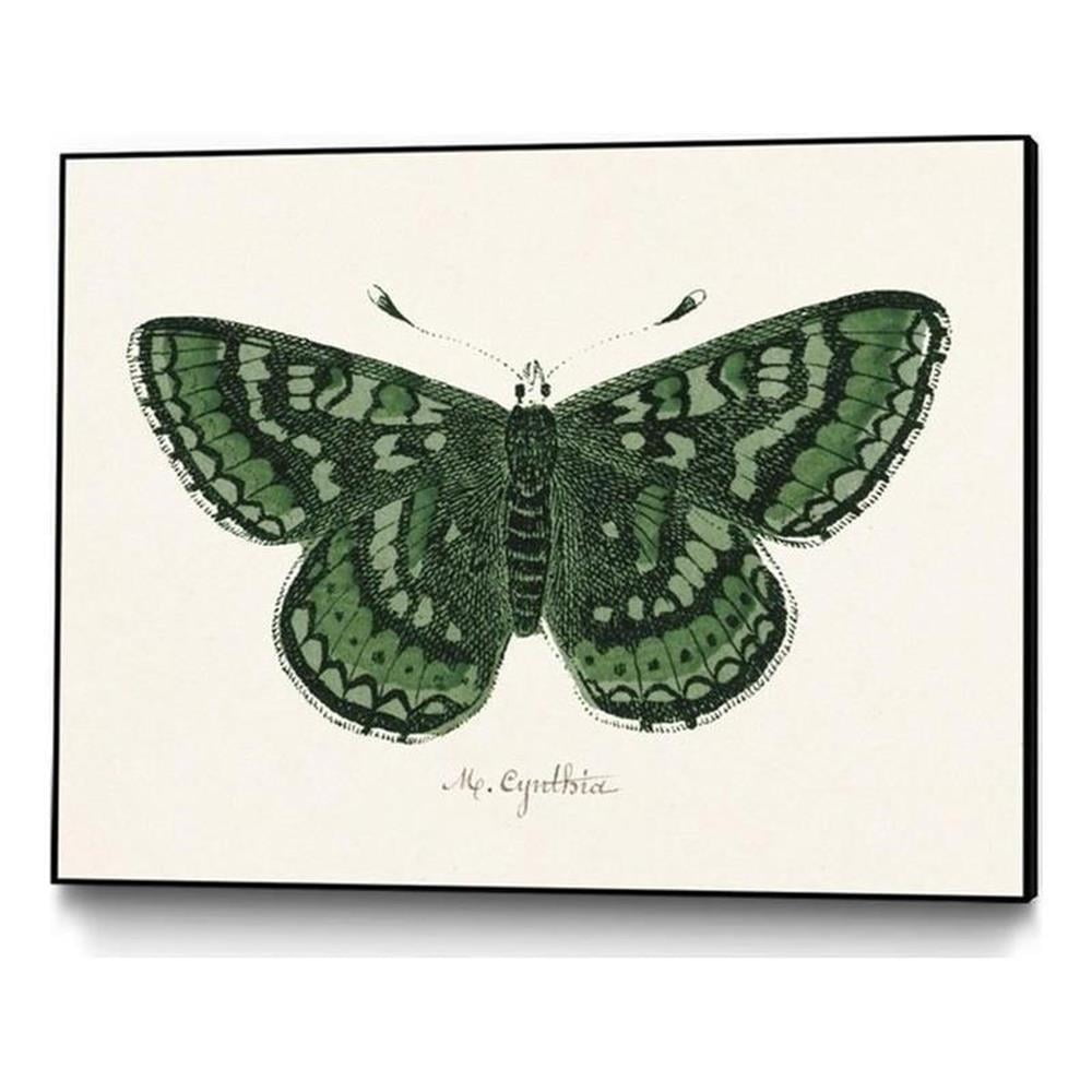 Antique Green Butterfly Framed Canvas Print, 24x18