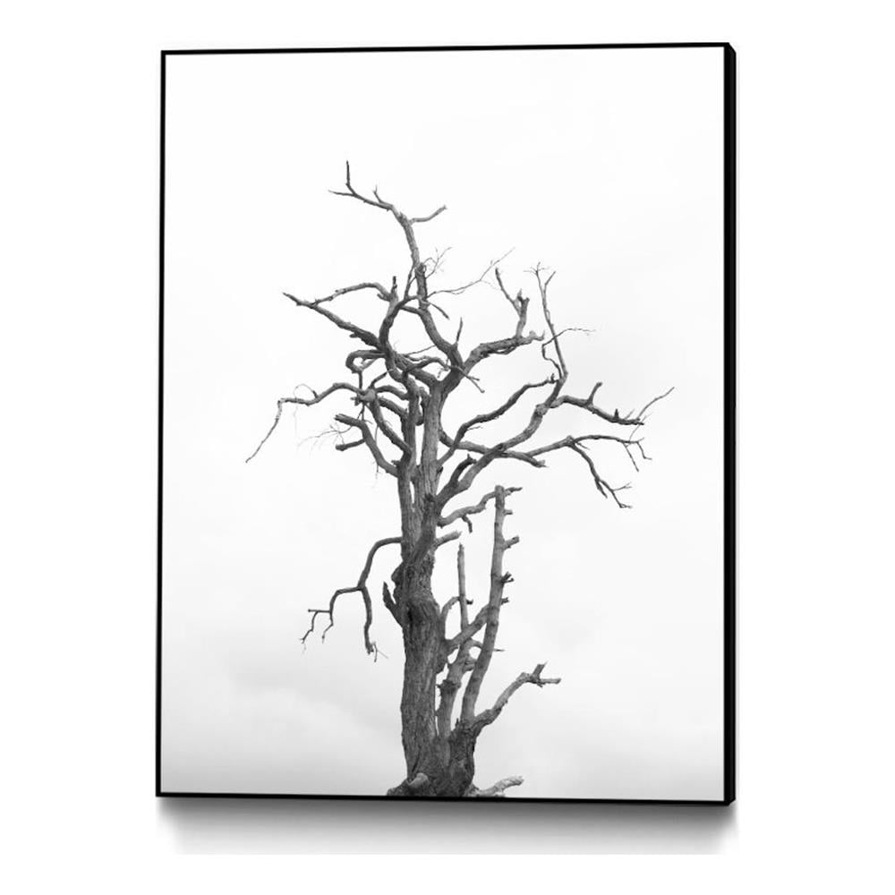 Dead Tree Drawing, image size:1000x1000