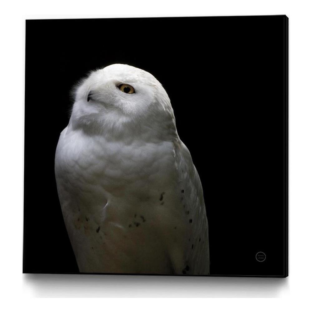 Giant Art Canvas 30x30 Snowy Owl Looks to the Sun Framed in White ...