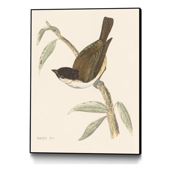 Giant Art Canvas  30x40 Engraved Birds II Framed in Multi-Color