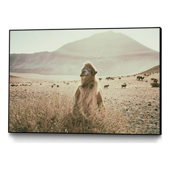 Giant Art Canvas 36x24 Desert Camel Framed in Multi-Color