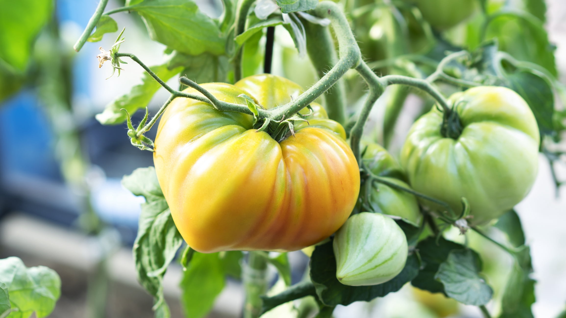 Giant Belgian Yellow Tomato Plant 2.5" Pot - Huge Fruit - Walmart.com