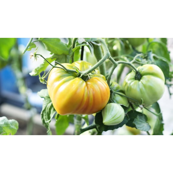 Giant Belgian Yellow Tomato Plant 2.5" Pot - Huge Fruit