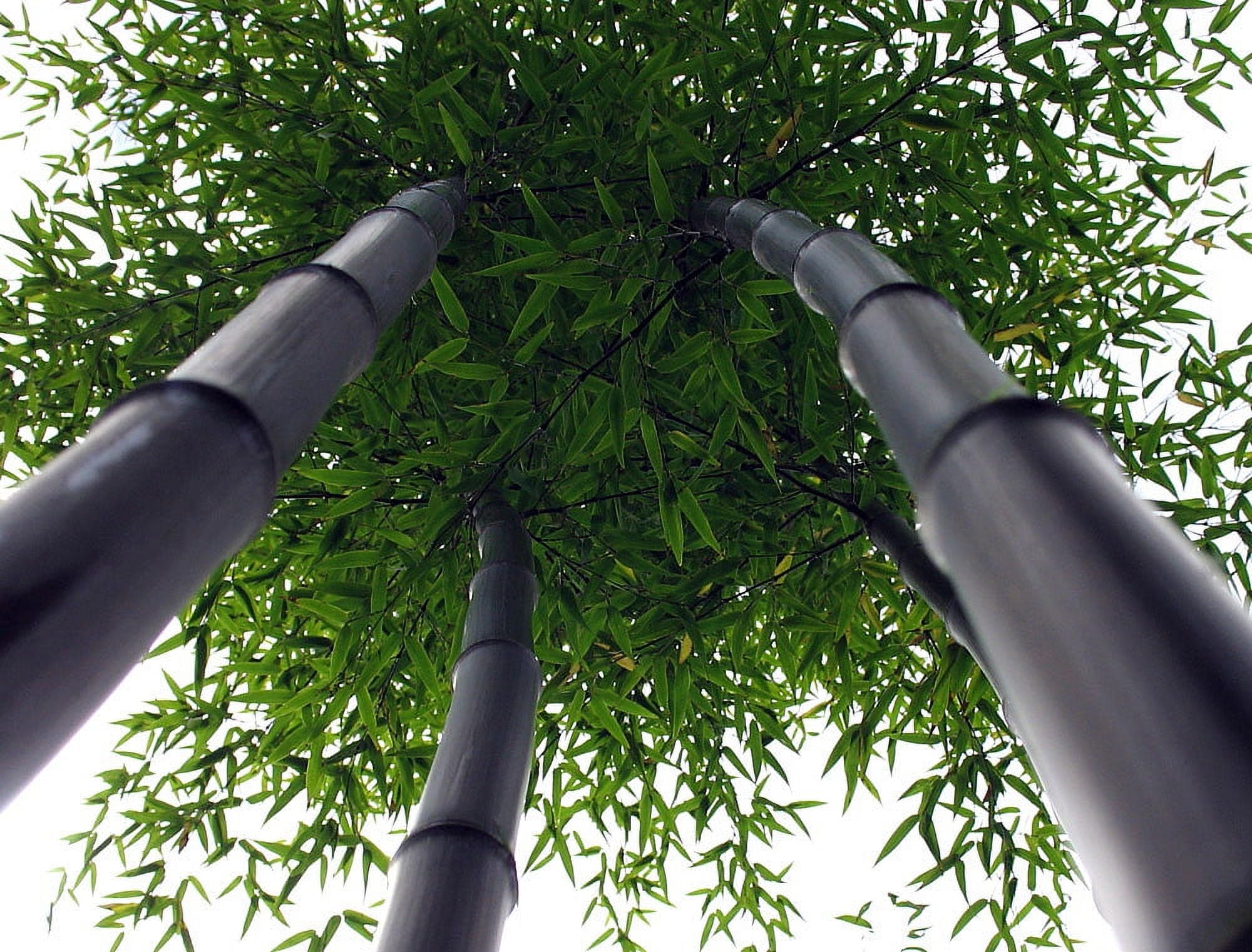 Giant Black Bamboo - Phyllostachys nigra - 4" Pot