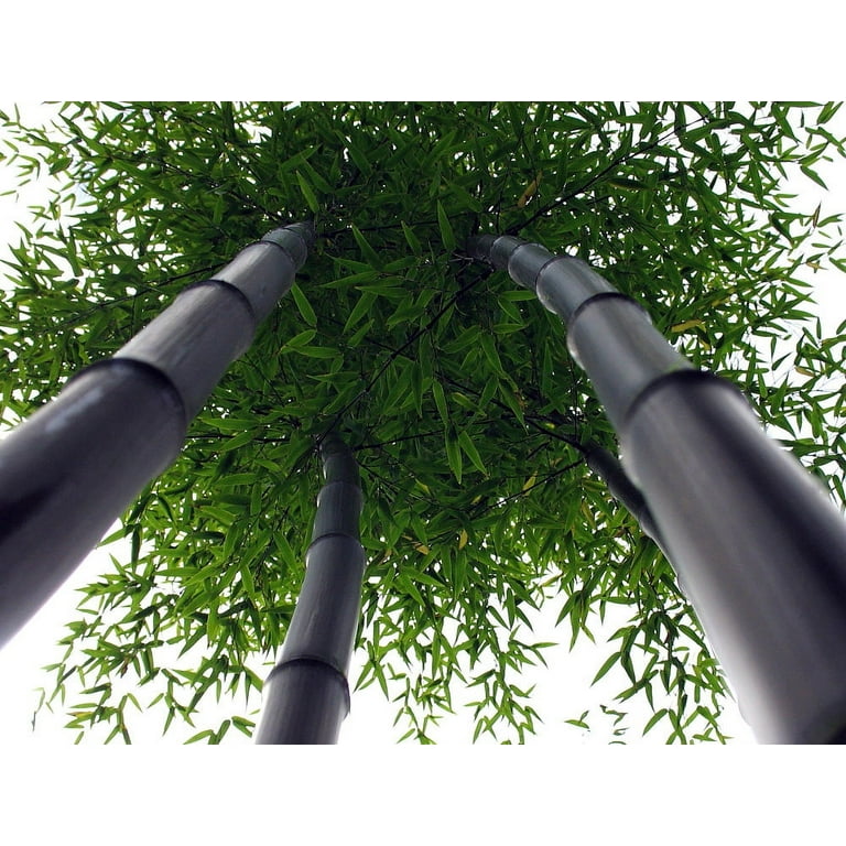 Giant Black Bamboo - Phyllostachys nigra - 4 Pot