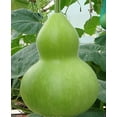 thumbnail image 1 of Giant Bottle Gourd Seed, Lagenaria leucantha var gourda,For ornamental use only.(25 Seeds), 1 of 4