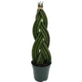 thumbnail image 1 of Giant Braided Dragon Fingers Snake Plant - Almost Impossible to Kill! - 4" Pot, 1 of 2