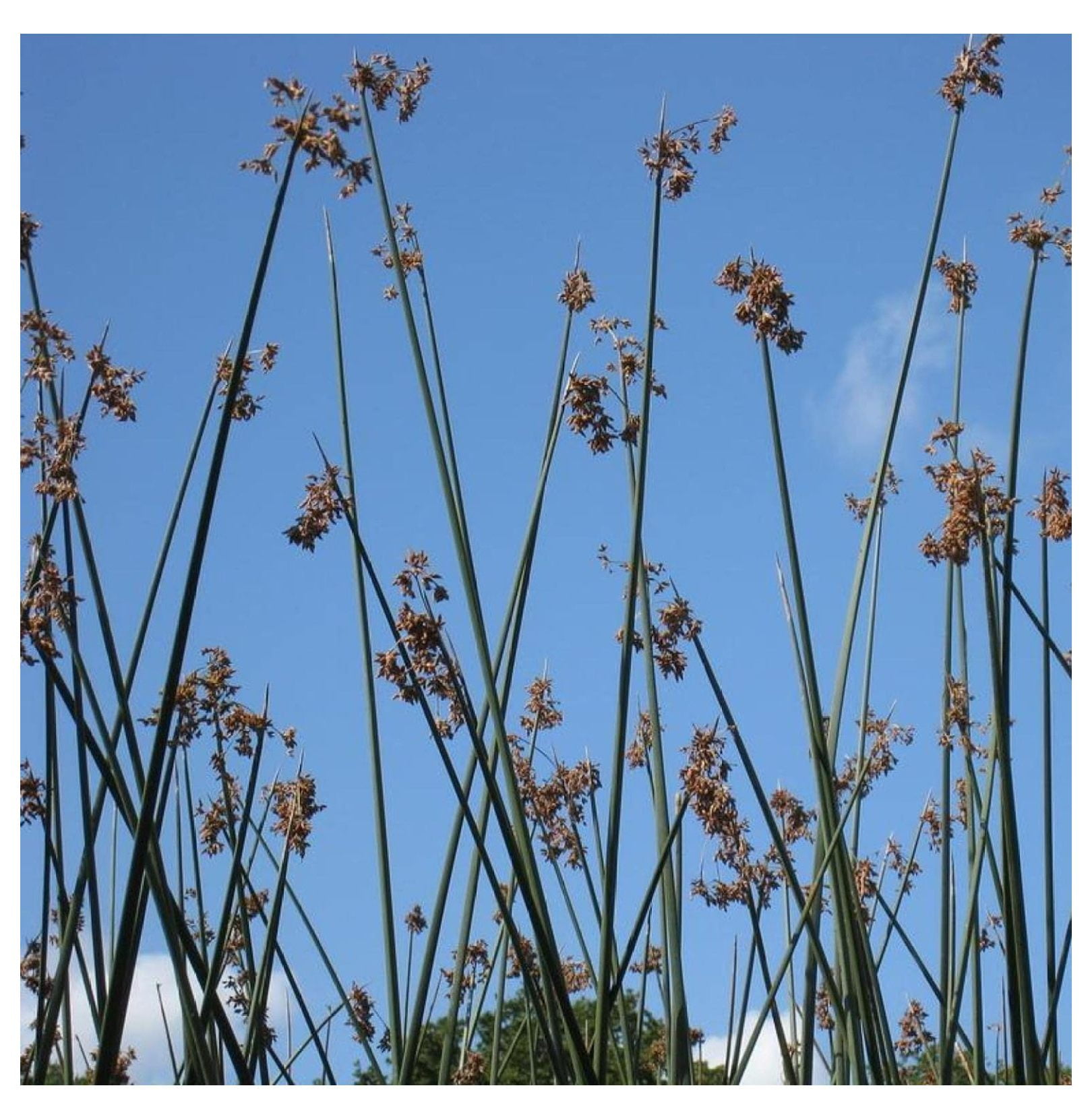 Giant Bulrush, a Great Live Pond Plant for Your Water Garden. Filters