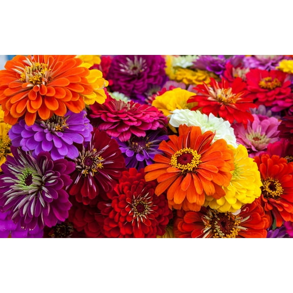 Giant California Zinnia Seeds for Planting - 250+ Seeds - Grow Huge Vibrant Mixed Color Zinnias