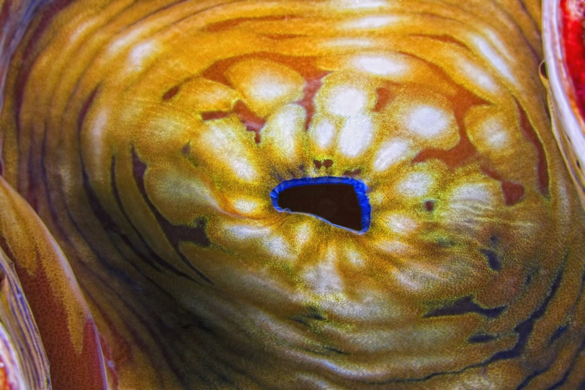 Giant Clam Canvas Art - Carson Ganci Design Pics (19 x 12)