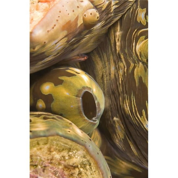 Giant Clam & Goby Fish Poster Print - Large - 24 x 36