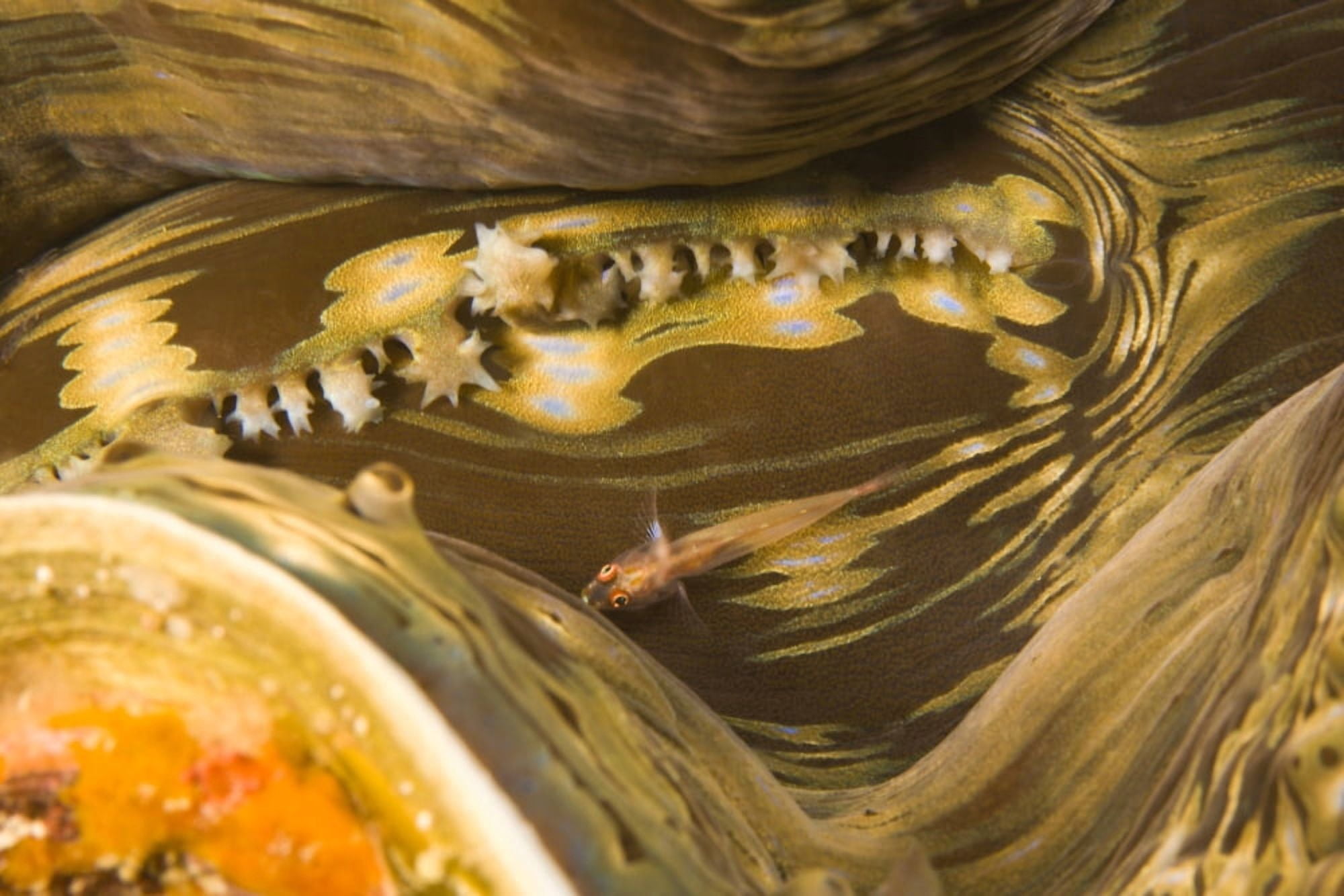 Giant Clam (Tridacna Squamosa) And Goby Fish Canvas Art - Stuart Westmorland Design Pics (18 x 12)